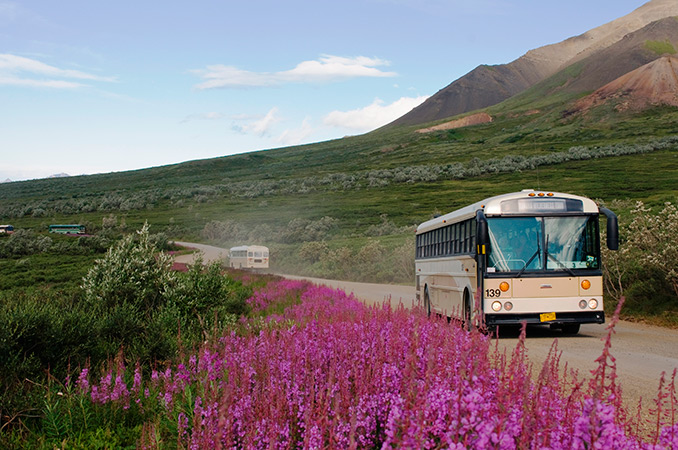 denali national park history tour