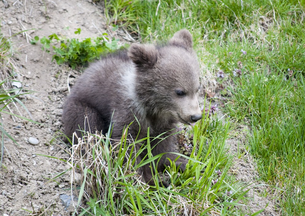 Baby Bear Cub Gray Line Alaska